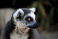 Lemur catta Ringstaartmaki werk aan de muur wadm werkaandemuur zoogdier zoogdieren fauna faune mammal mammals mammalia mammifere mammiferes natuurmonumenten zoo dierentuin
